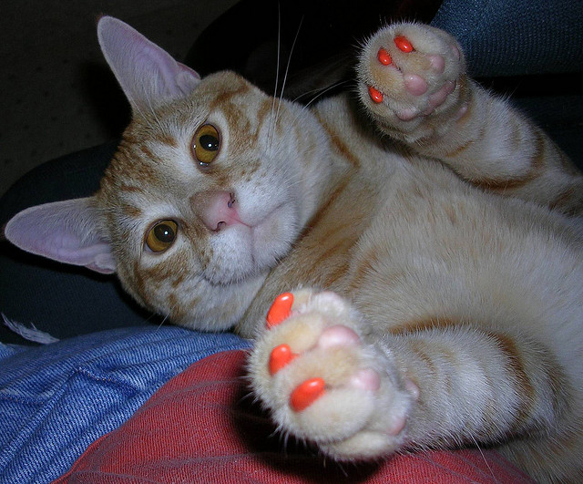 Kat met oranje nagelkapjes op de pootjes